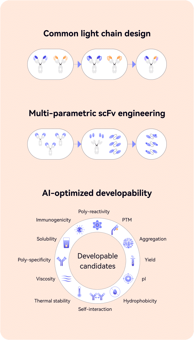 Common light chain design